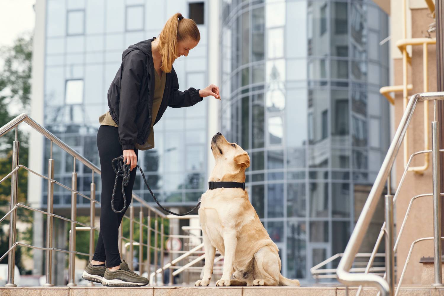 Formation professionnelle et dressage des animaux